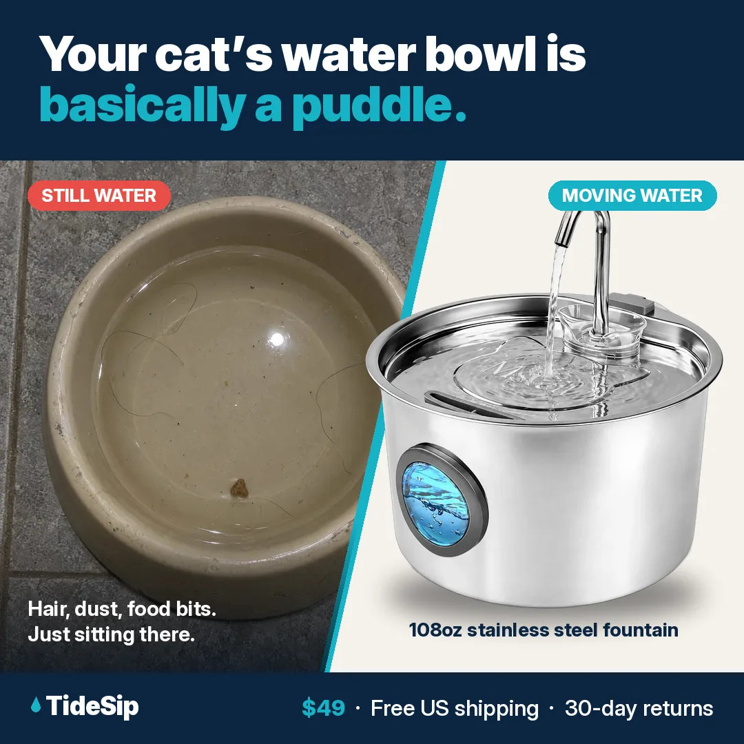 Your cat's water bowl is basically a puddle